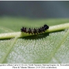 polygonia c-album larva2